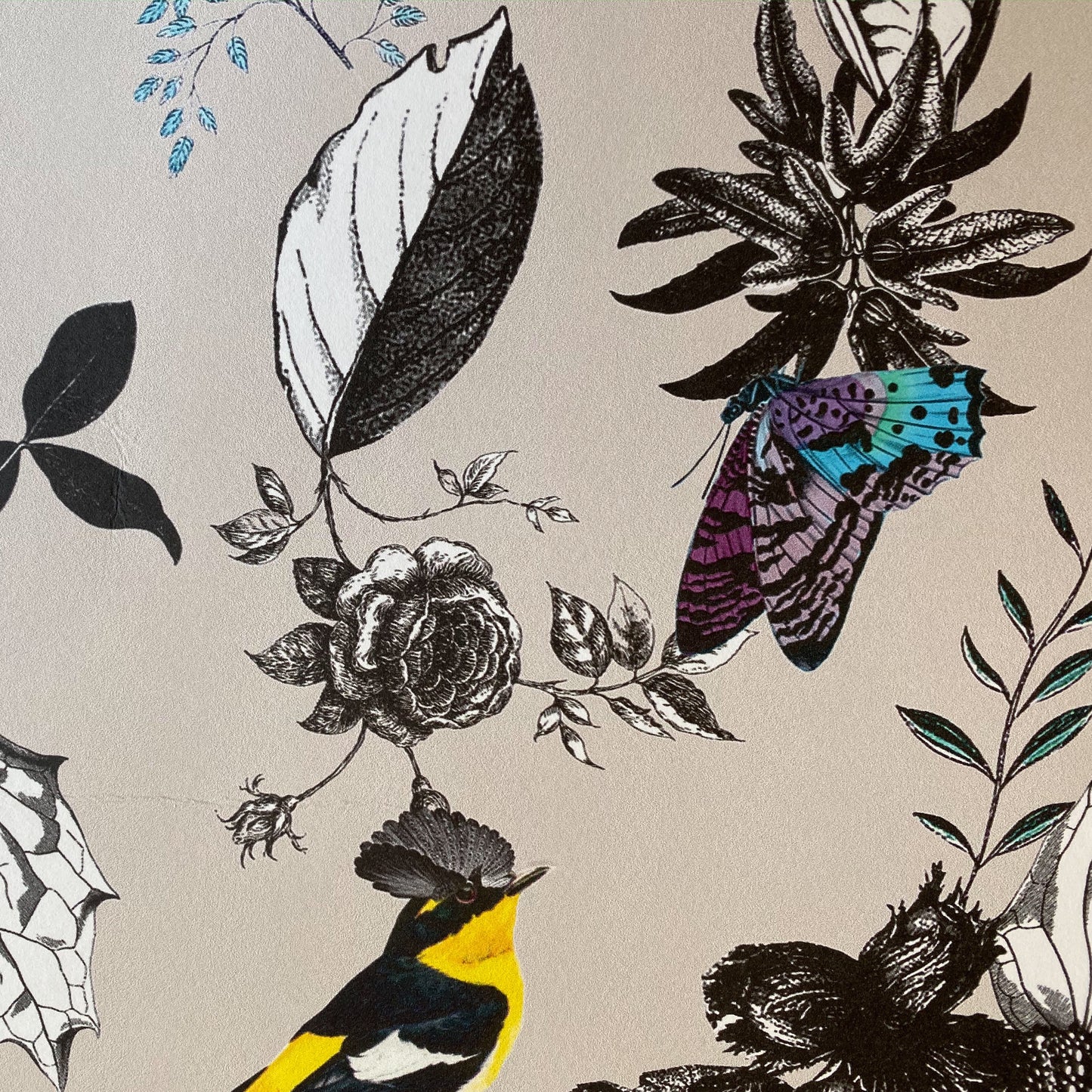 Osborne & Little Wallcovering, “Bird Song”. One roll, 29 1/4 feet x 27 1/2 inches.