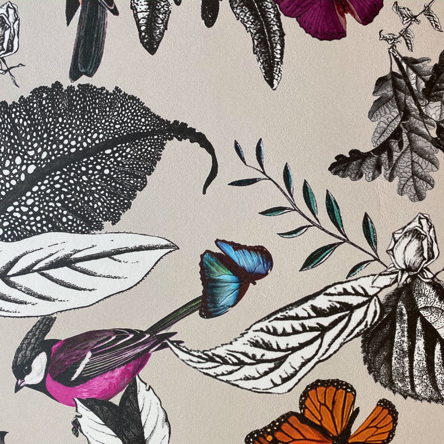 Osborne & Little Wallcovering, “Bird Song”. One roll, 29 1/4 feet x 27 1/2 inches.