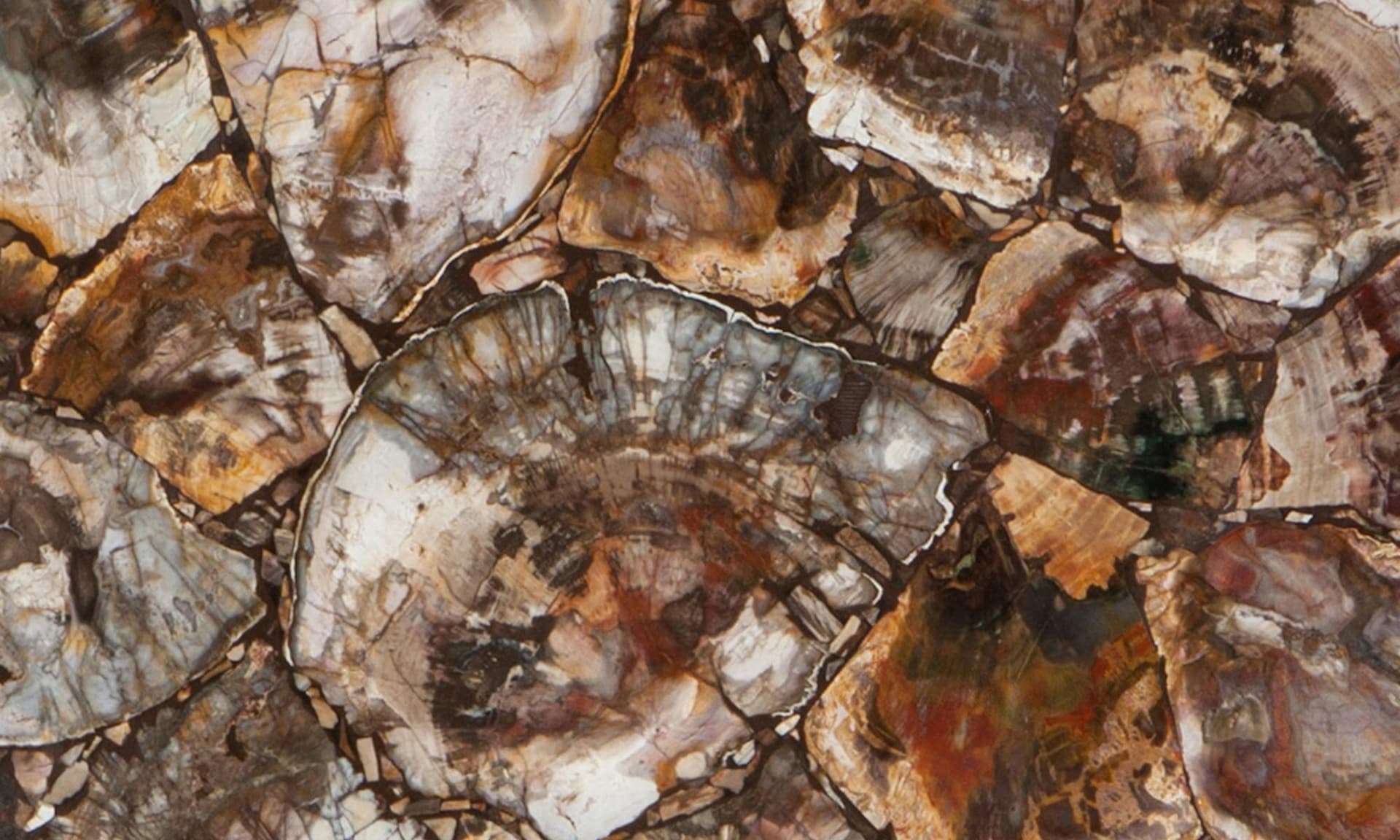 PREXURY PETRIFIED WOOD Pul
